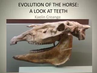 EVOLUTION OF THE HORSE: A LOOK AT TEETH