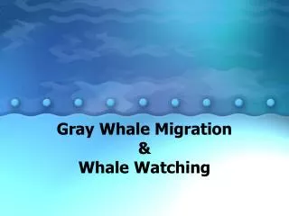 Gray Whale Migration &amp; Whale Watching