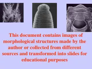 This document contains images of morphological structures made by the author or collected from different sources and tra