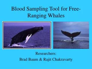 Blood Sampling Tool for Free-Ranging Whales