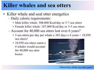 Killer whales and sea otters