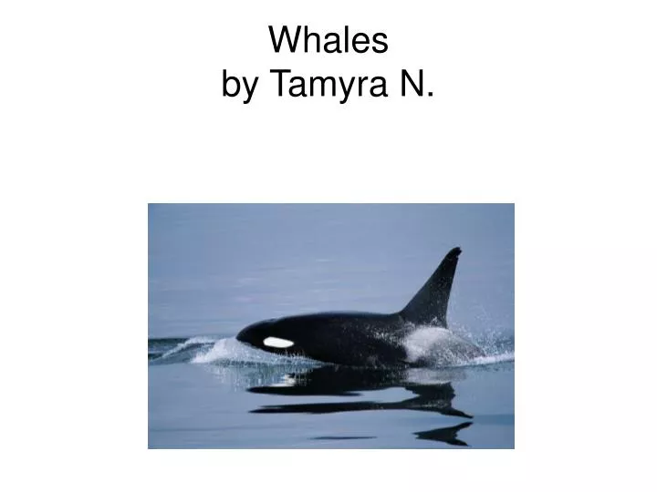 whales by tamyra n