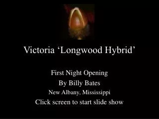 Victoria ‘Longwood Hybrid’