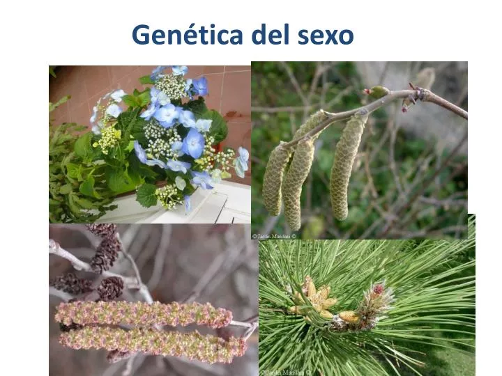 gen tica del sexo