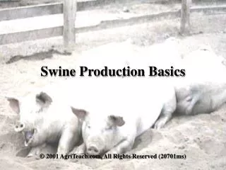 Swine Production Basics
