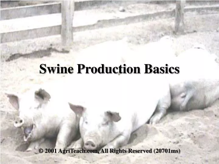swine production basics