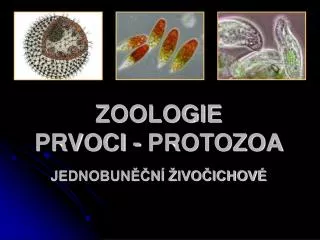 ZOOLOGIE PRVOCI - PROTOZOA