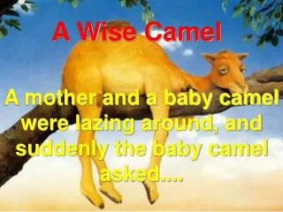 A Wise Camel