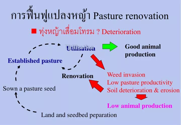 pasture renovation