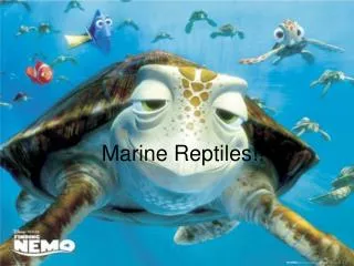 Marine Reptiles!!