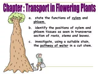 state the functions of xylem and phloem. identify the positions of xylem and phloem tissues as seen in transverse se