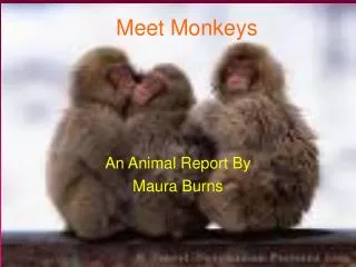 Meet Monkeys