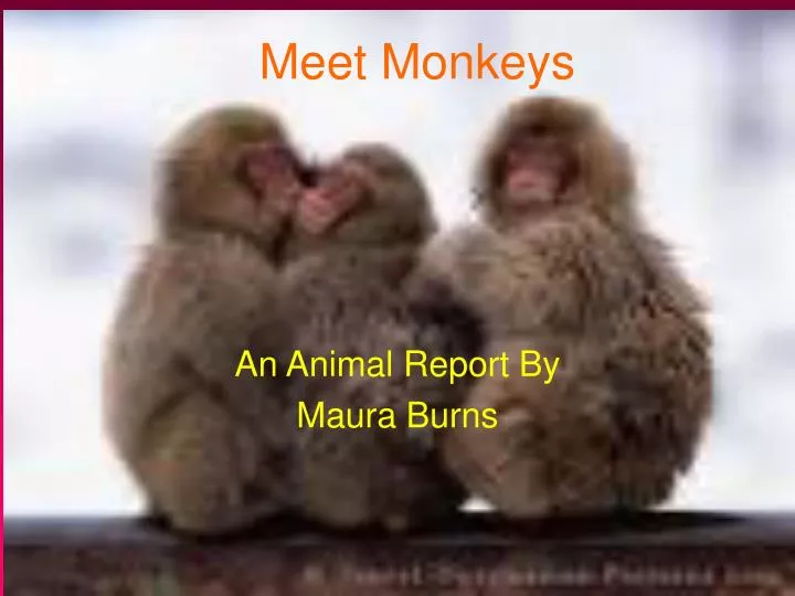 an animal report by maura burns