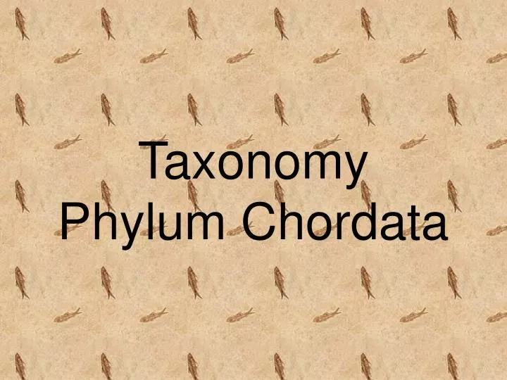 taxonomy phylum chordata