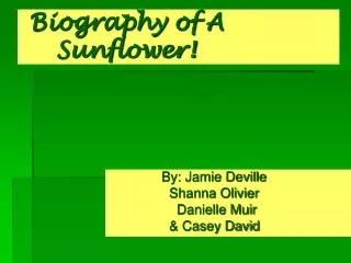 Biography of A 	Sunflower!