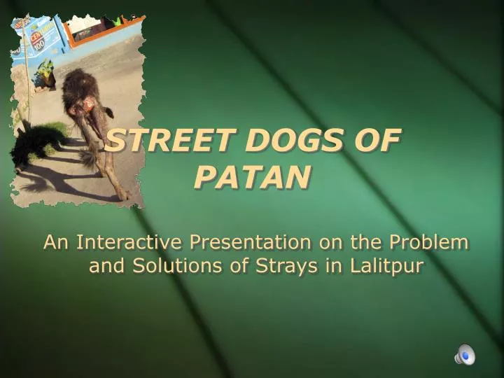 street dogs of patan