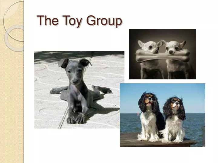 the toy group