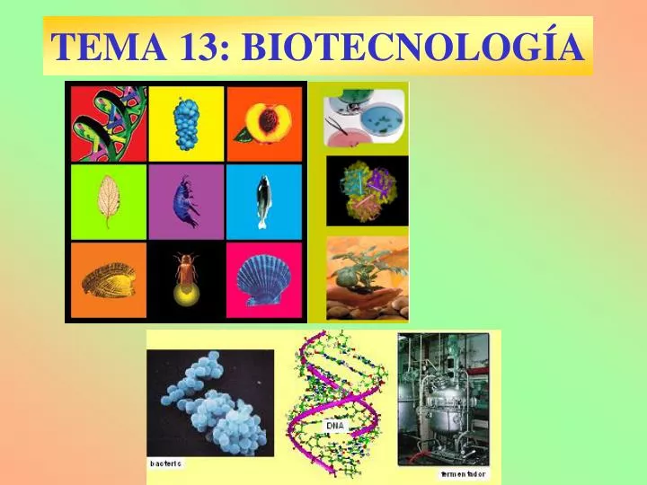 tema 13 biotecnolog a