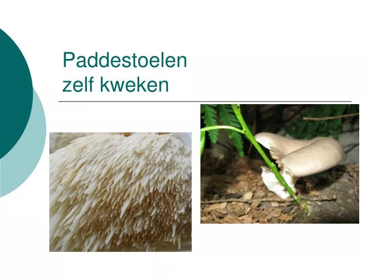 paddestoelen zelf kweken