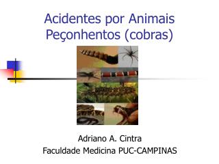 acidentes por animais pe onhentos cobras