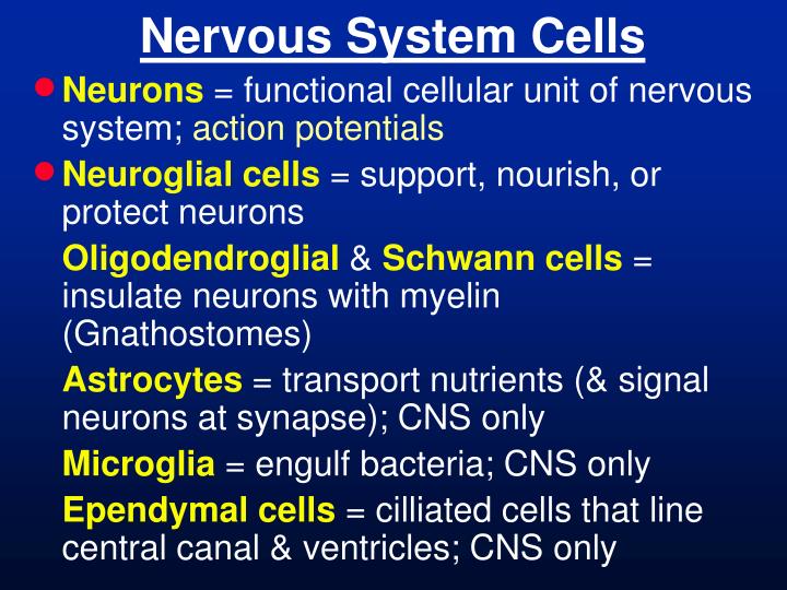 nervous system cells