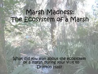 Marsh Madness: The Ecosystem of a Marsh