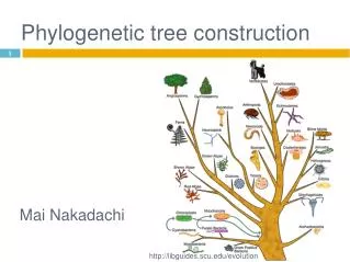 Phylogenetic tree construction