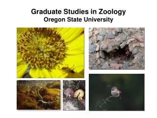 Graduate Studies in Zoology Oregon State University