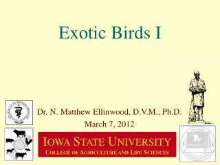 Exotic Birds I