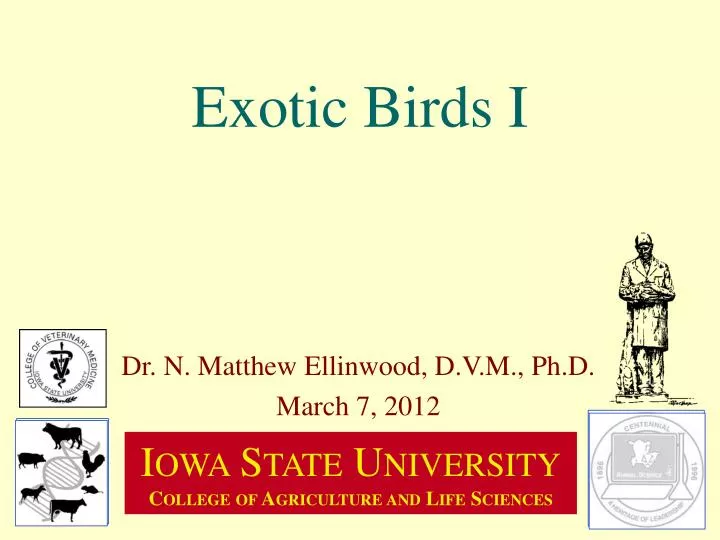 exotic birds i