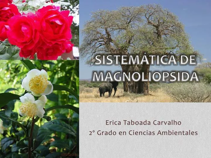 sistem tica de magnoliopsida