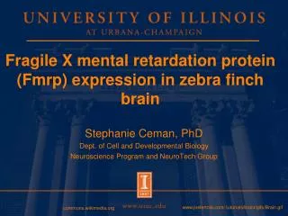 Fragile X mental retardation protein (Fmrp) expression in zebra finch brain