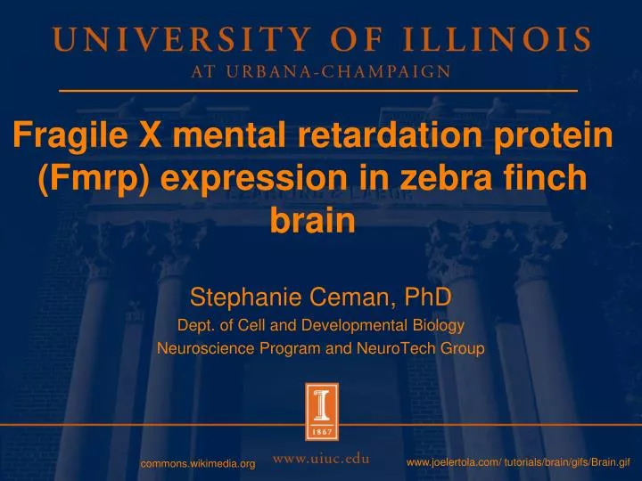 fragile x mental retardation protein fmrp expression in zebra finch brain