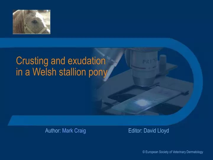 crusting and exudation in a welsh stallion pony