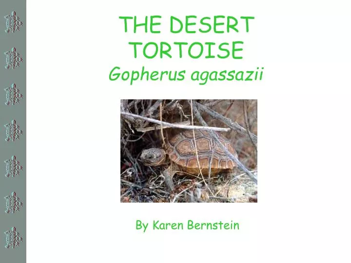 the desert tortoise gopherus agassazii