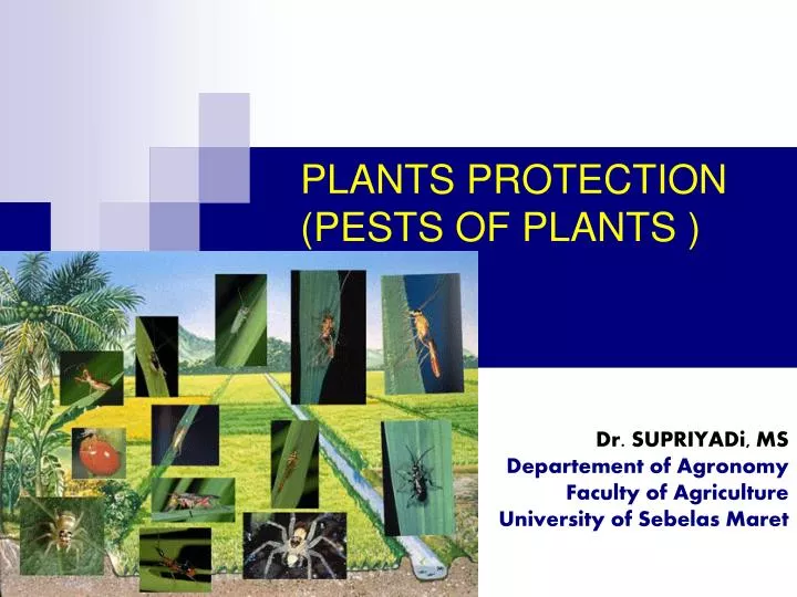 dr supriyadi ms departement of agronomy faculty of agriculture university of sebelas maret