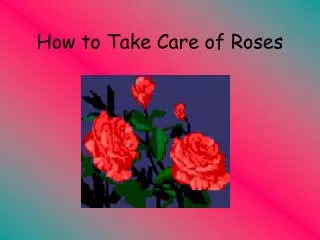 How to Take Care of Roses