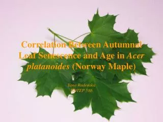 Correlation Between Autumnal Leaf Senescence and Age in Acer platanoides (Norway Maple) Yana Radenska EDTEP 586