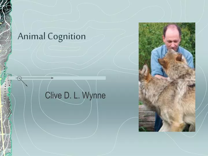 animal cognition