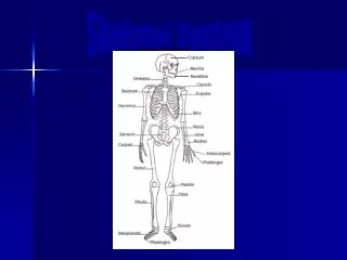 Skeletal System