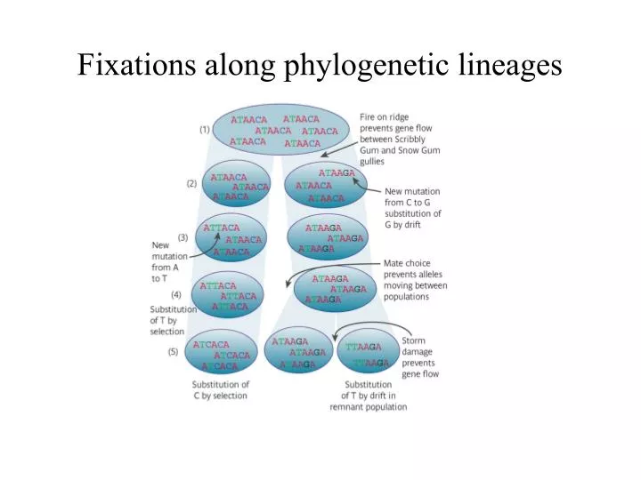 fixations along phylogenetic lineages