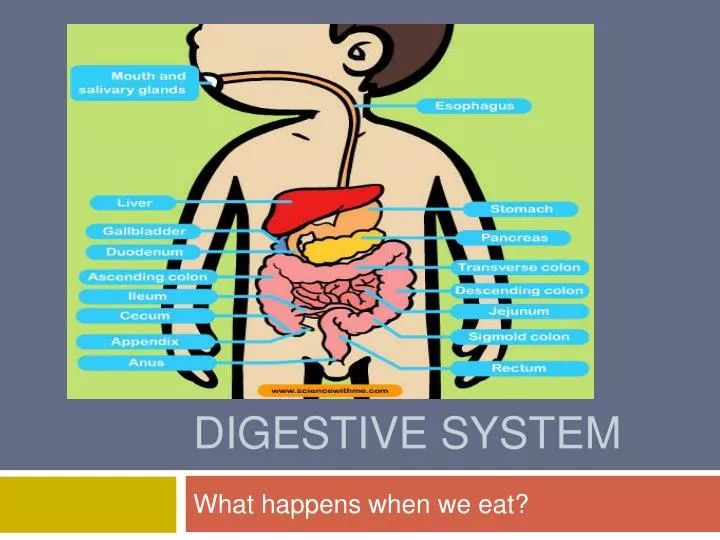 digestive system