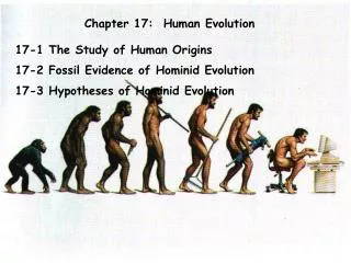 Chapter 17: Human Evolution