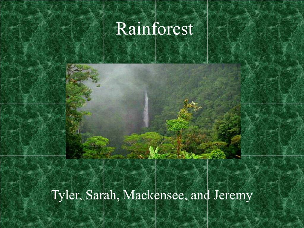 PPT - Rainforest PowerPoint Presentation, free download - ID:106872