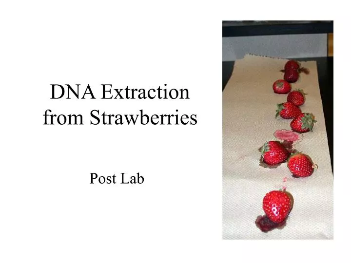 dna extraction from strawberries