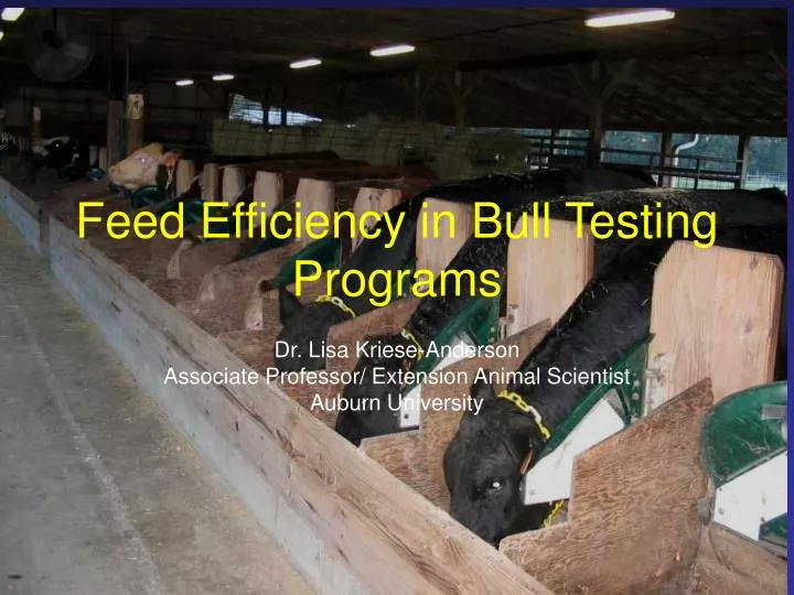 feed efficiency in bull testing programs