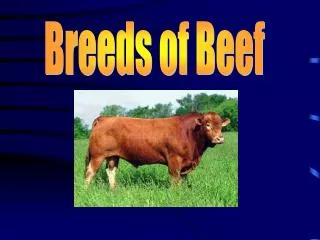 Breeds of Beef