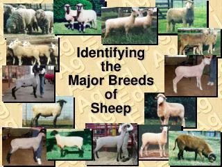 Identifying the Major Breeds of Sheep