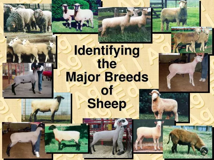 identifying the major breeds of sheep