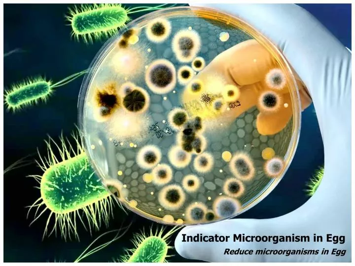 indicator microorganism in egg